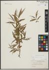 Foto von Salix alba L.